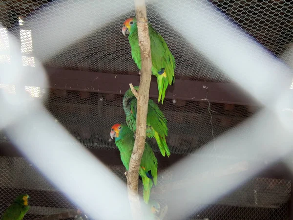 Porto Seguro Bahia Brazil November 2010 Parakeet Тварина Спостерігається Лікуванні — стокове фото