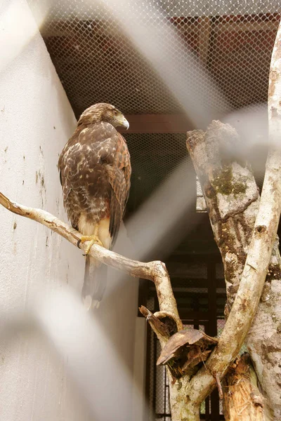 Porto Seguro Bahia Brazil November 2010 Hawk Animal Treatment Ibamas — 스톡 사진