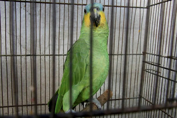Eunapolis Bahia Brasilien Februar 2008 Von Ibama Beschlagnahmte Papageien Werden — Stockfoto