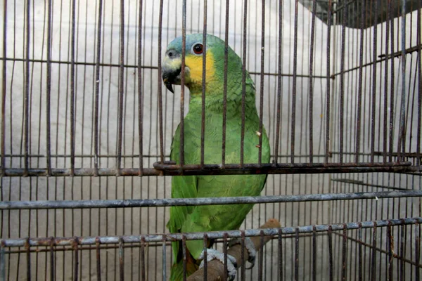 Eunápolis Bahia Brasil Fevereiro 2008 Papagaios Apreendidos Pelo Ibama São — Fotografia de Stock