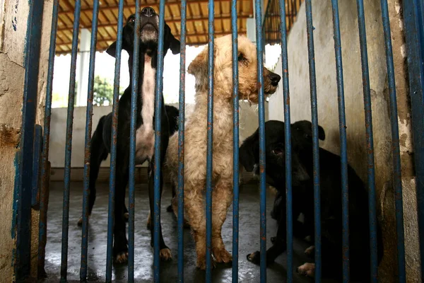 Itabuna Bahia Brazil Novembre 2011 Cani Abbandonati Vengono Arrestati Dal — Foto Stock