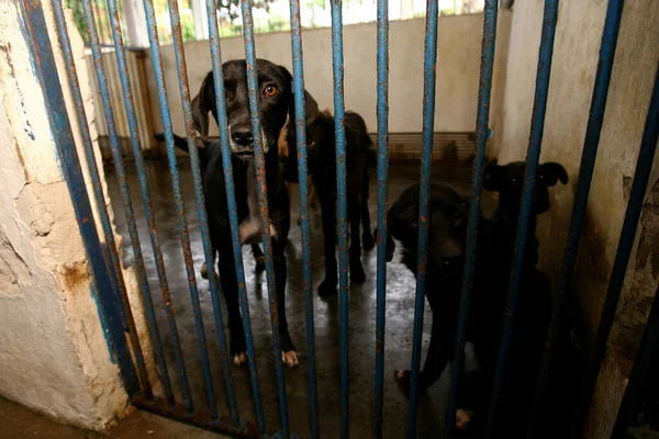 Itabuna Bahia Brasil Novembro 2011 Cães Abandonados São Apreendidos Pelo — Fotografia de Stock