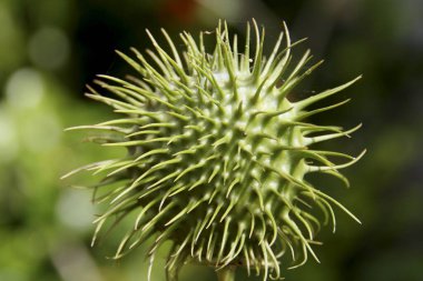 Salvador, Bahia / Brezilya - 26 Temmuz 2014: Salvador kentindeki bir bahçede süs bitkisi tohumu görüldü.