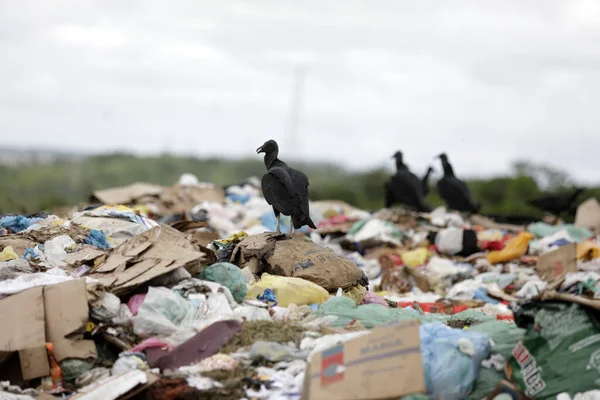 Catu Bahia Brazil May 2019 Animals Seen Landfill City Catu — Stock Photo, Image
