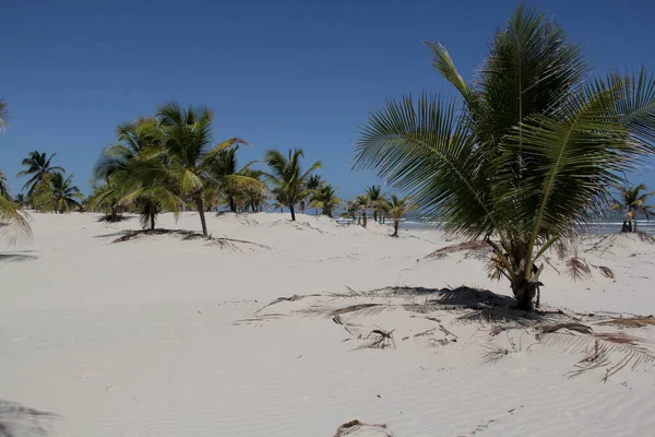 Jandaira Bahia Brazil Dicembre 2013 Dune Sabbia Mangue Seco Nel — Foto Stock