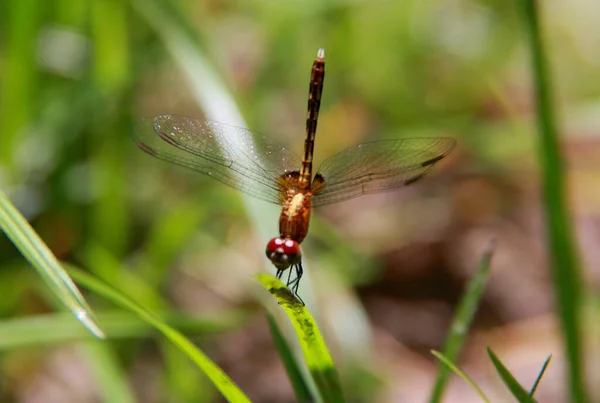 2013 Salvador Bahia Brazil November 2013 Dragonfly Points Garden Salvador — 스톡 사진