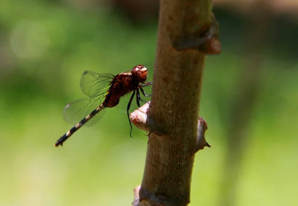 2013年11月22日 サルバドル市内の庭園でトンボ虫が見られます 本内容は上記のウェブ版に掲載されている記事を — ストック写真