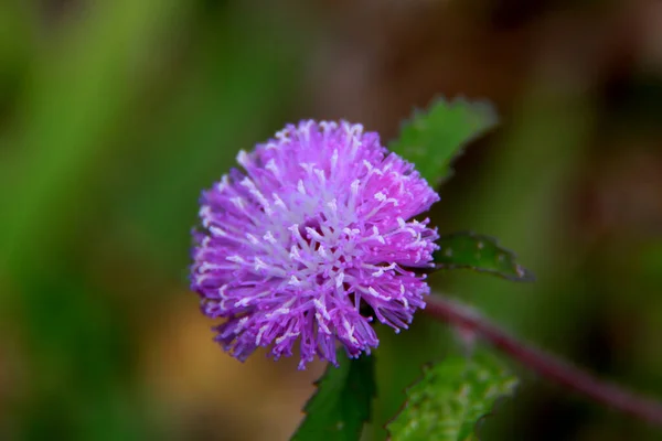 Salvador Bahia Brazil November 2013 Plant Seen Garden City Salvador — Stock Photo, Image