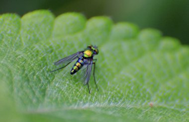Salvador, Bahia / Brezilya - 6 Ekim 2013: Salvador şehrindeki bahçede sinek görüldü.