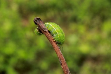 Salvador, Bahia / Brezilya - 17 Eylül 2012: Salvador 'da bir bahçede yangın tırtılı görüldü. * * * Yerel altyazı * *