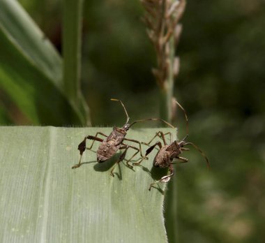 conde, bahia / brazil - october 6, 2013: corn plantation infested with insect bug (Leptoglossus zonatus). Agricultural pest, especially in cereal plantations. *** Local Caption *** clipart
