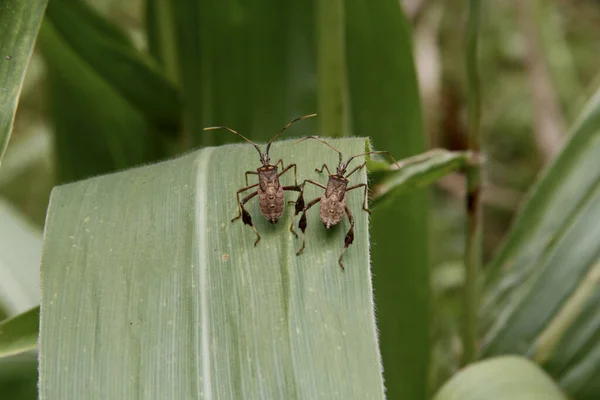 Conde Bahia Brazil Oktober 2013 Maïsplantage Besmet Met Insecten Leptoglossus — Stockfoto