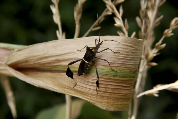 Conde Bahia Brazil Oktober 2013 Maïsplantage Besmet Met Insecten Leptoglossus — Stockfoto