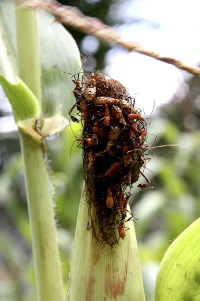 Conde Bahia Brazil Oktober 2013 Maïsplantage Besmet Met Insecten Leptoglossus — Stockfoto