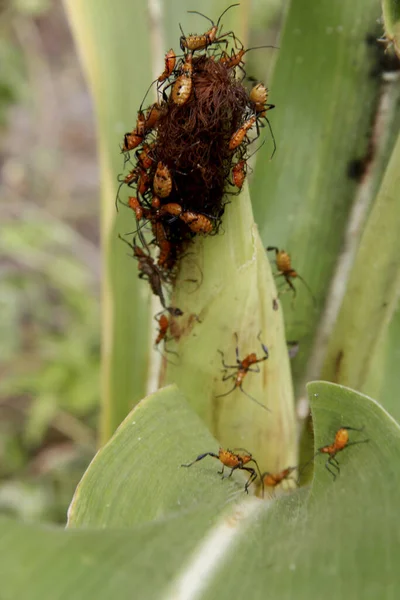 Conde Bahia Brazil Oktober 2013 Maïsplantage Besmet Met Insecten Leptoglossus — Stockfoto