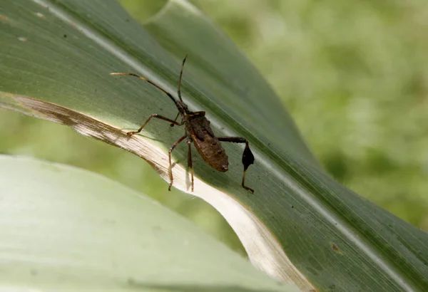 Conde Bahia Brazil Października 2013 Plantacja Kukurydzy Porażona Owadami Leptoglossus — Zdjęcie stockowe