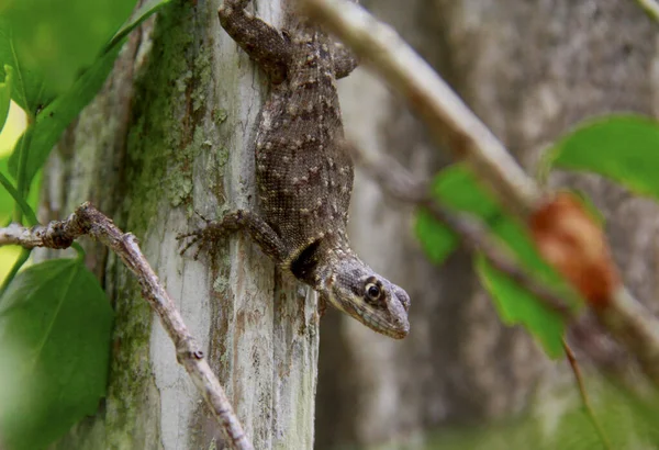 Salvador Bahia Brezilya Mart 2009 Gecko Salvador Bir Bahçede Görüldü — Stok fotoğraf