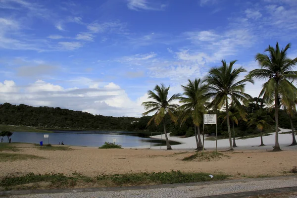 Salvador Bahia Brazil Września 2013 Drzewa Kokosowe Widoczne Dwóch Piaskach — Zdjęcie stockowe