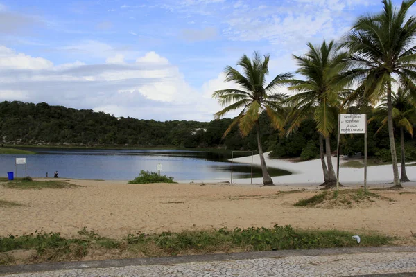 Salvador Bahia Brazilsko Září 2013 Kokosové Stromy Jsou Vidět Dvou — Stock fotografie