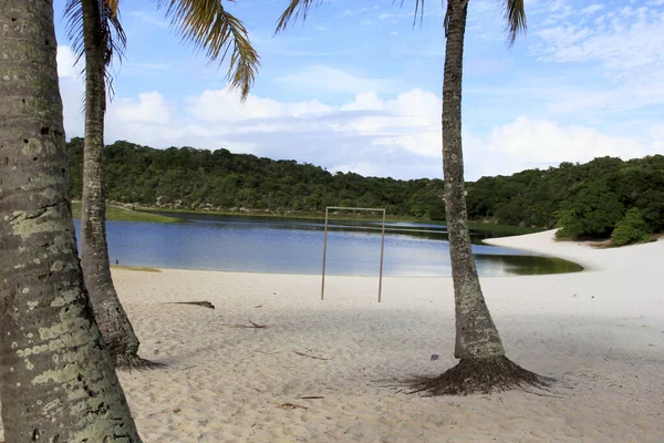 Salvador Bahia Brazil Września 2013 Drzewa Kokosowe Widoczne Dwóch Piaskach — Zdjęcie stockowe