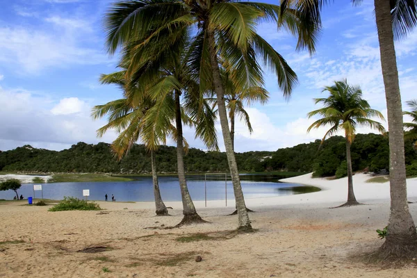 Salvador Bahia Brazil September 2013 Kokosbomen Zijn Zien Het Twee — Stockfoto