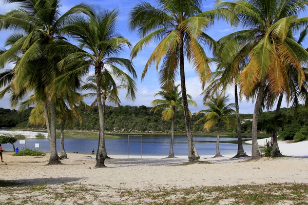 Salvador Bahia Brasilien September 2013 Kokospalmen Sind Den Zwei Sandstränden — Stockfoto