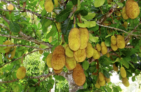 Salvador Bahia Brazil October 2013 Jackfruit Its Fruits Seen City — 스톡 사진