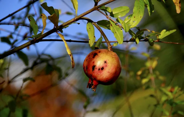 Salvador Bahia Brazil Oktober 2013 Het Planten Van Granaatappels Stad — Stockfoto