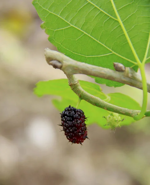 Salvador Bahia Brasil Julio 2014 Frutos Mora Ven Una Planta —  Fotos de Stock