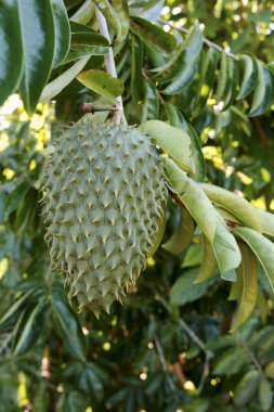 Conde, Bahia / Brezilya - 31 Mayıs 2010: Conde şehrindeki soursop çiftliği