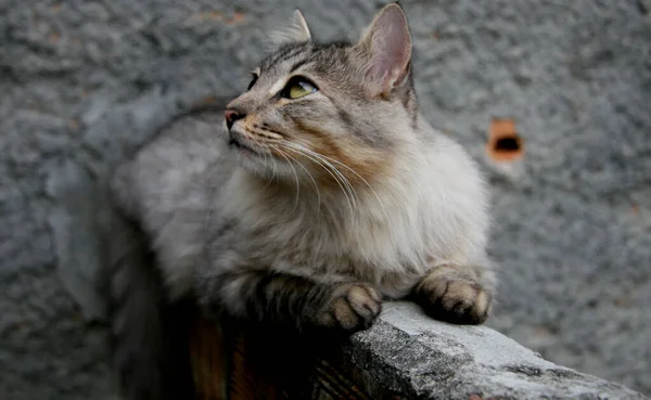 Salvador Bahia Brazil November 2013 Katt Husdjur Ses Residens Staden — Stockfoto