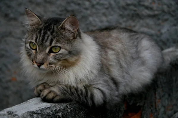 Salvador Bahia Brazil November 2013 Katt Husdjur Ses Residens Staden — Stockfoto