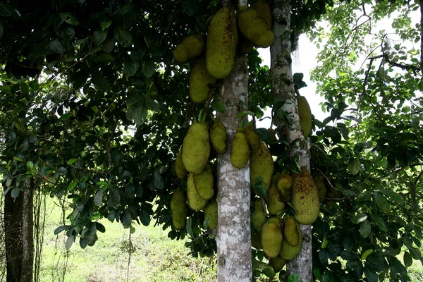 Salvador Bahia Brazil October 2013 Jackfruit Its Fruits Seen City — 스톡 사진