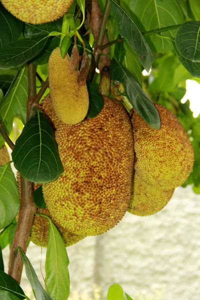Salvador Bahia Brazil Οκτωβρίου 2013 Jackfruit Και Καρποί Του Εμφανίζονται — Φωτογραφία Αρχείου