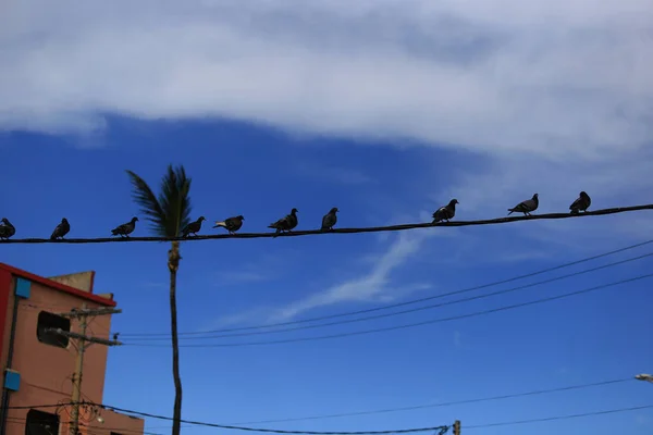 Salvador Bahia Brazilština Března 2018 Holubi Jsou Vidět Rotaci Sousedství — Stock fotografie
