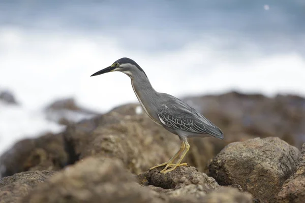 Salvador Bahia Brazil Июля 2019 Птаха Замечена Поисках Рыбы Пляже — стоковое фото