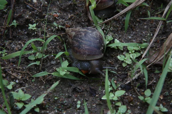 Salvador Bahia Brazil September 2017 African Giant Snail Seen Garden — стоковое фото