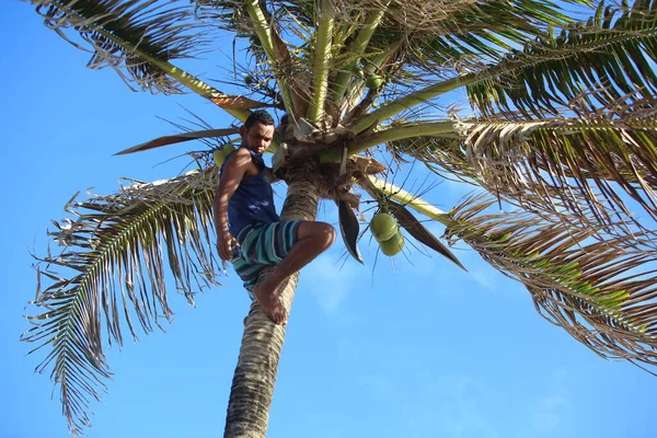 Salvador Bahia Brazil October 2017 Man Seen Climbing Coconut Tree — Stock Photo, Image