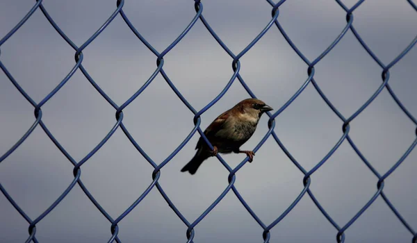 Salvador Bahia Brazil June 2015 Bird Seen Landing Condominium Grid — Stock Photo, Image