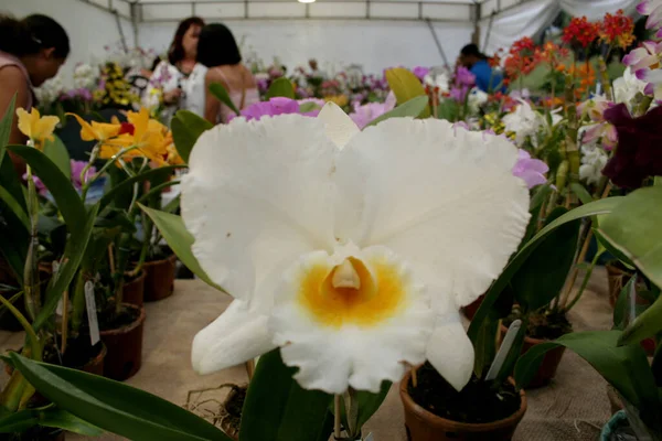 Salvador Bahia Brazil August 2006 People Seen Orchid Fair Held — стоковое фото