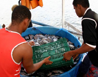 cairu, bahia / brerazil - 20 Kasım 2007: Cairu şehrinde tutsak tilapia balıkçılığı sırasında insan görülmektedir