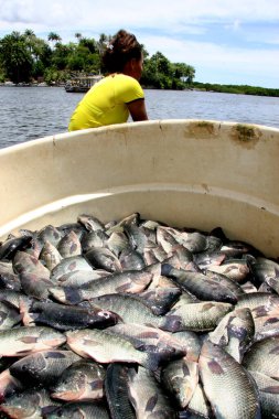 cairu, bahia / brerazil - 20 Kasım 2007: Cairu şehrinde tutsak tilapia balıkçılığı sırasında insan görülmektedir