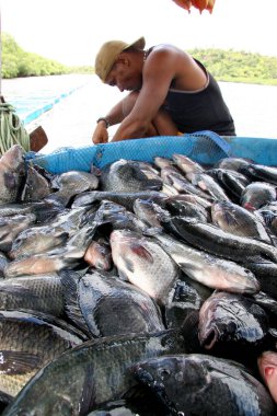 cairu, bahia / brerazil - 20 Kasım 2007: Cairu şehrinde tutsak tilapia balıkçılığı sırasında insan görülmektedir