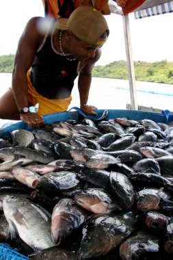 cairu, bahia / brerazil - 20 Kasım 2007: Cairu şehrinde tutsak tilapia balıkçılığı sırasında insan görülmektedir