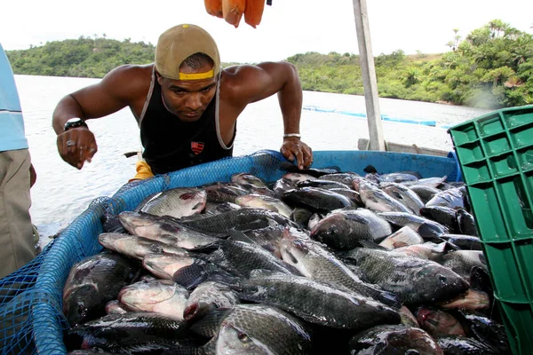 cairu, bahia / brerazil - 20 Kasım 2007: Cairu şehrinde tutsak tilapia balıkçılığı sırasında insan görülmektedir