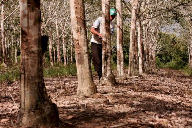 itabela, Bahia / Brezilya - 2 Haziran 2010: Kırsal işçiler, Itabela şehrinde lastik üretimi için ağaç lateksi çıkardılar