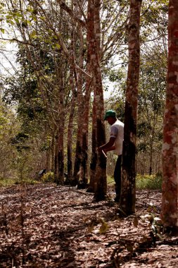 itabela, Bahia / Brezilya - 2 Haziran 2010: Kırsal işçiler, Itabela şehrinde lastik üretimi için ağaç lateksi çıkardılar