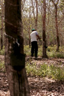 itabela, Bahia / Brezilya - 2 Haziran 2010: Kırsal işçiler, Itabela şehrinde lastik üretimi için ağaç lateksi çıkardılar