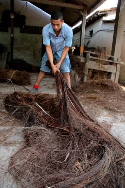 Santa Cruz Cabralia, Bahia / Brezilya - 14 Ocak 2008: İşçi fiber ve Pacava işlemlerini yaparken ve tartarken görülüyor. Kumaş kulübe örtüsü ve süpürge üretimi için kullanılıyor. * * * Yerel altyazı * *