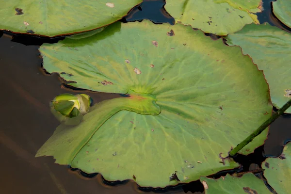 Conde Bahia Brazil September 2012 Vitoria Regia Waterplant Zien Een — Stockfoto